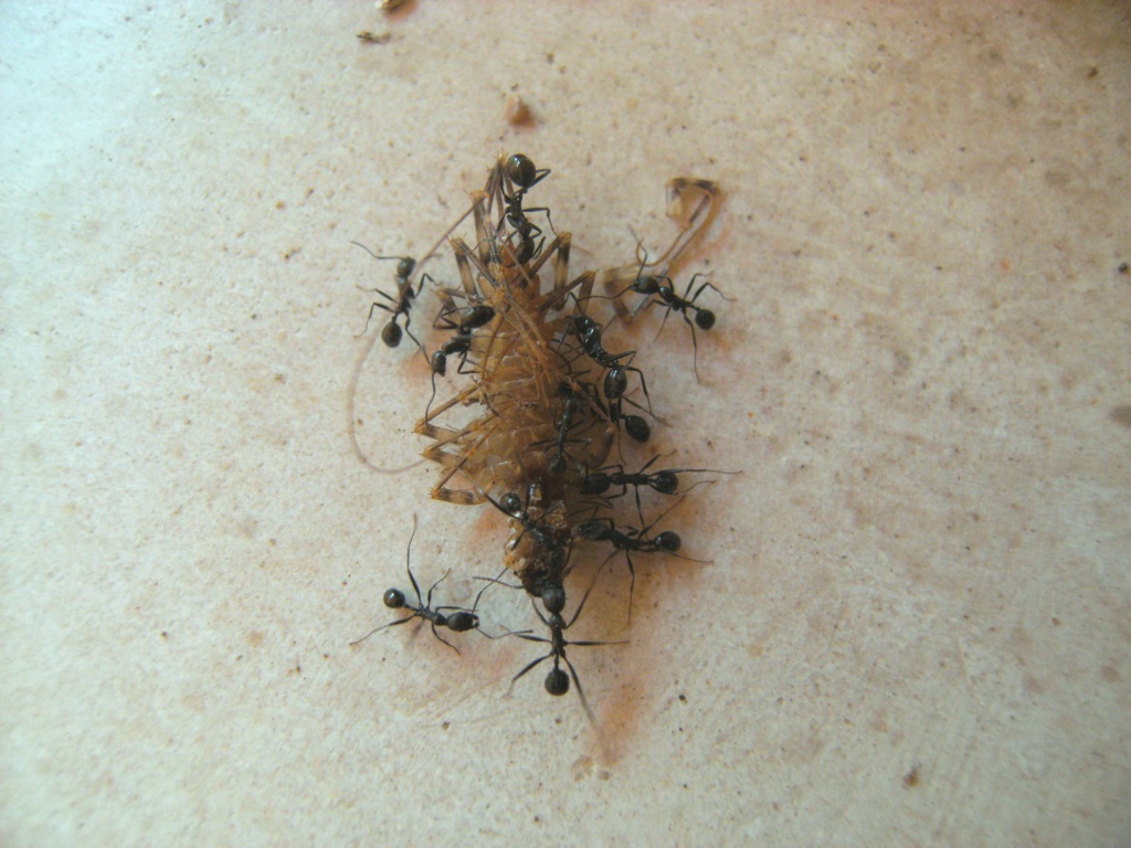 E io?  Un po'' di  formiche! (Aphaenogaster su Camponotus)
